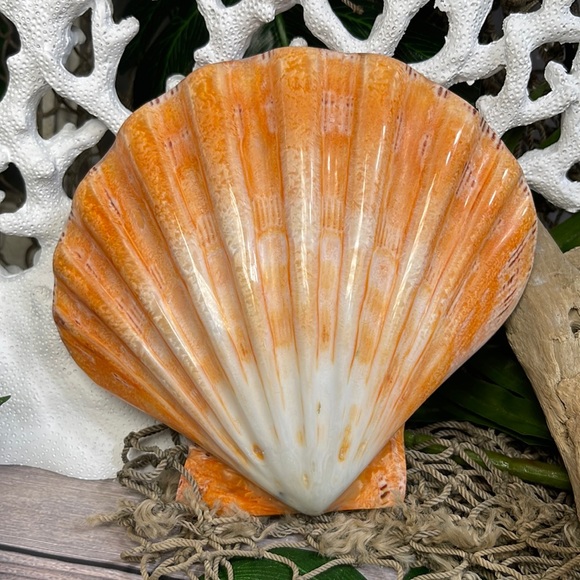 XL Real Double Closed Polished Lion Paws Shell White Coral Purple Beach Coastal - Picture 7 of 17